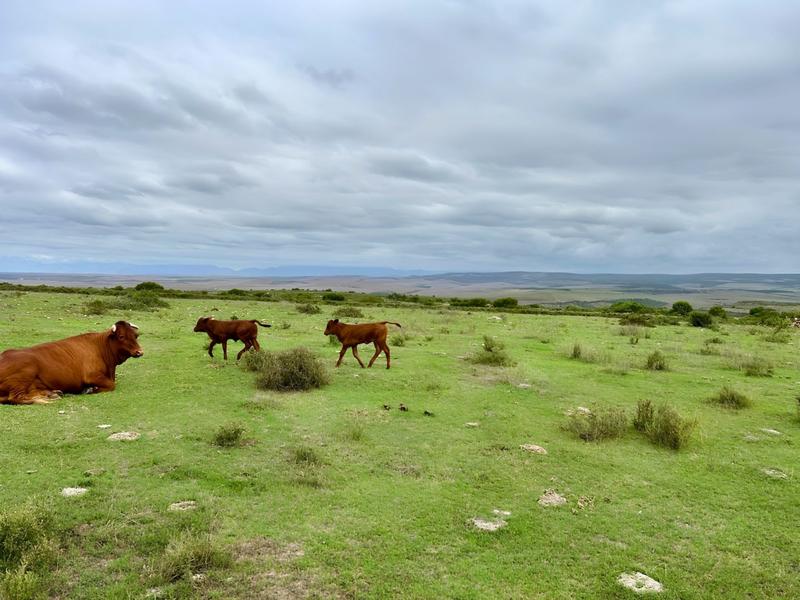 0 Bedroom Property for Sale in Mossel Bay Rural Western Cape